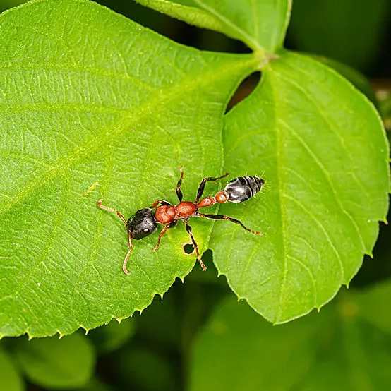 Tetraponera rufonigra – Red-black Slender Ant Colony | Aggressive Tree-dwelling Species with Powerful Sting | AntNook