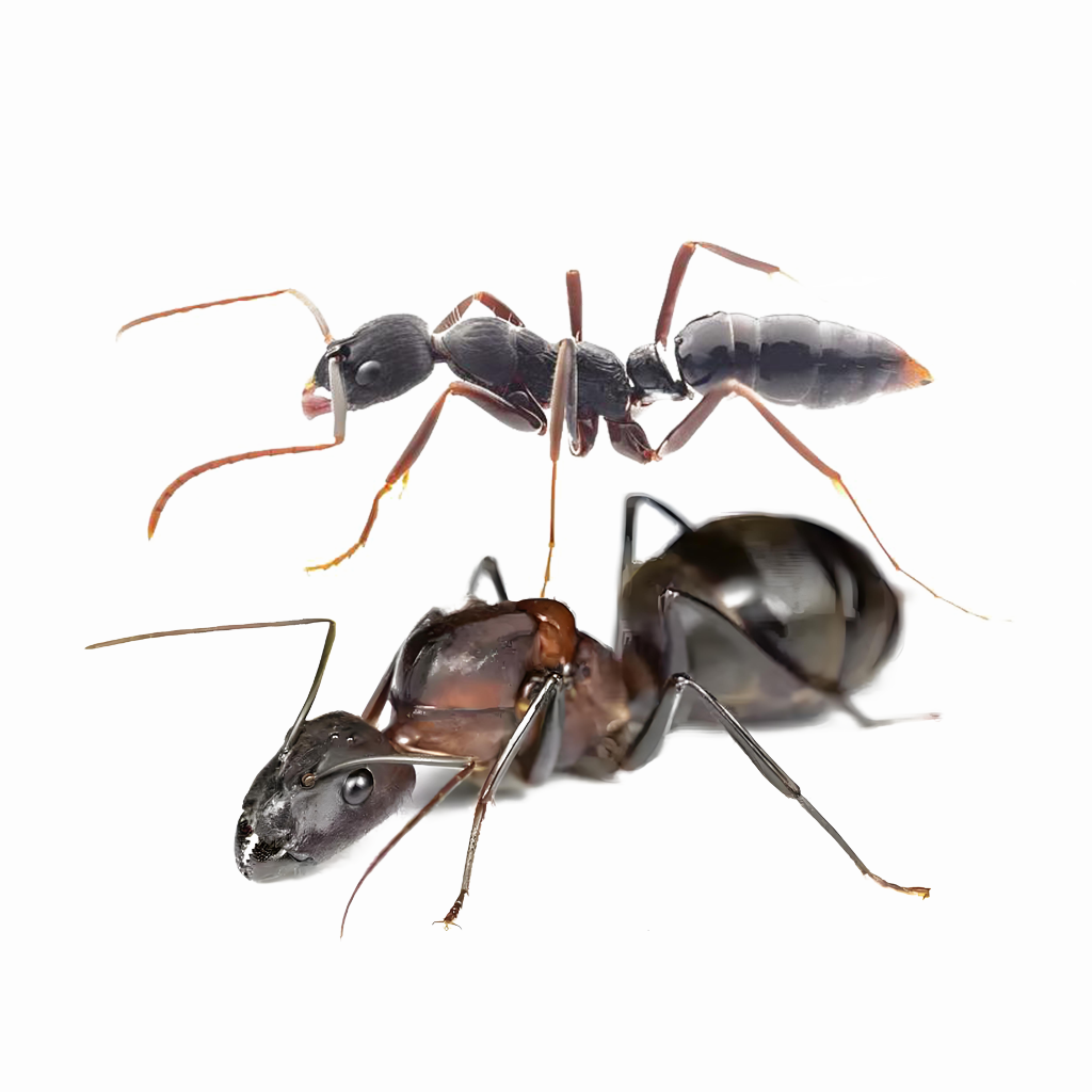 Fall Ant Combo Event – Two Colonies