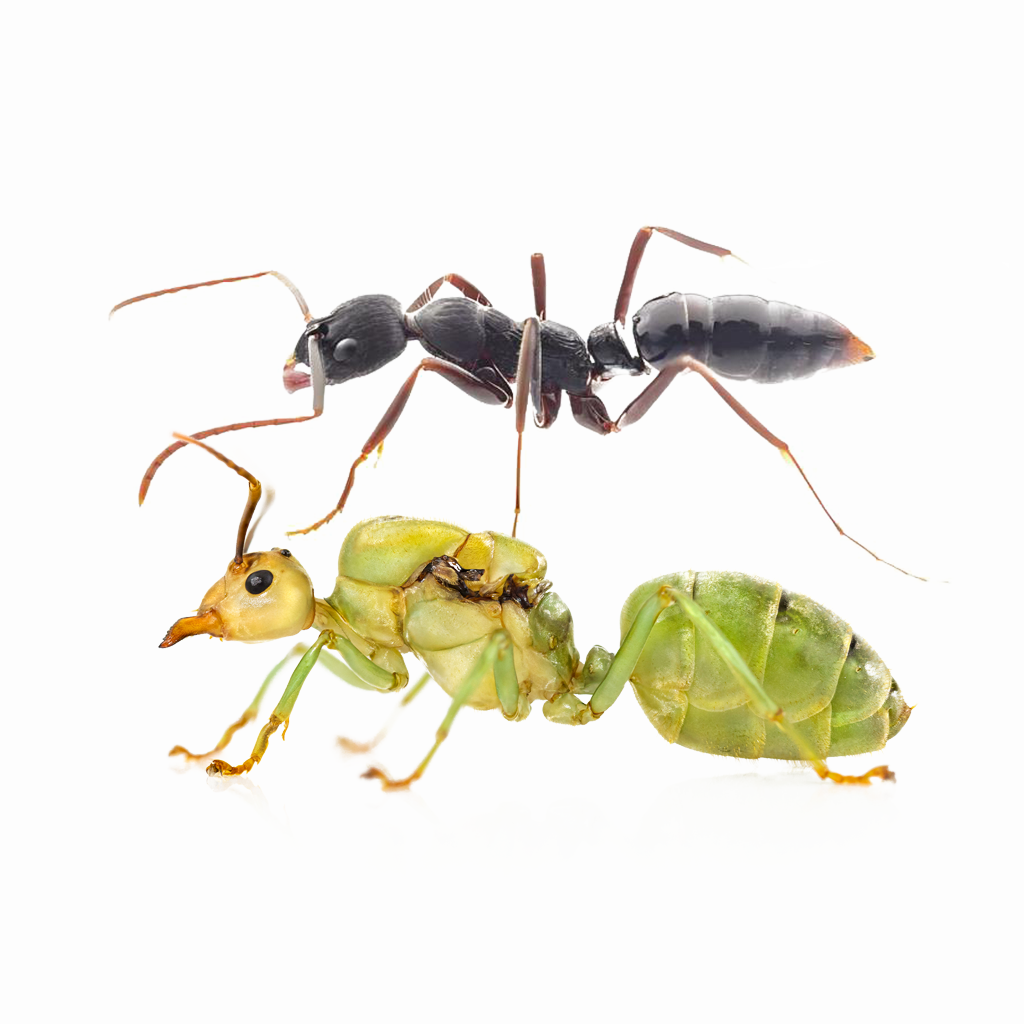 Fall Ant Combo Event – Two Colonies