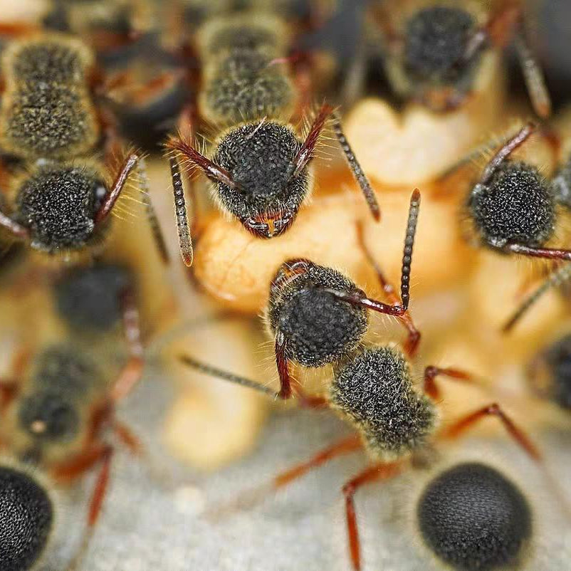 Echinopla cherapunjiensis – Cherapunji-Dornenameisenkolonie | Seltene Zierart mit einzigartiger Morphologie | AntNook