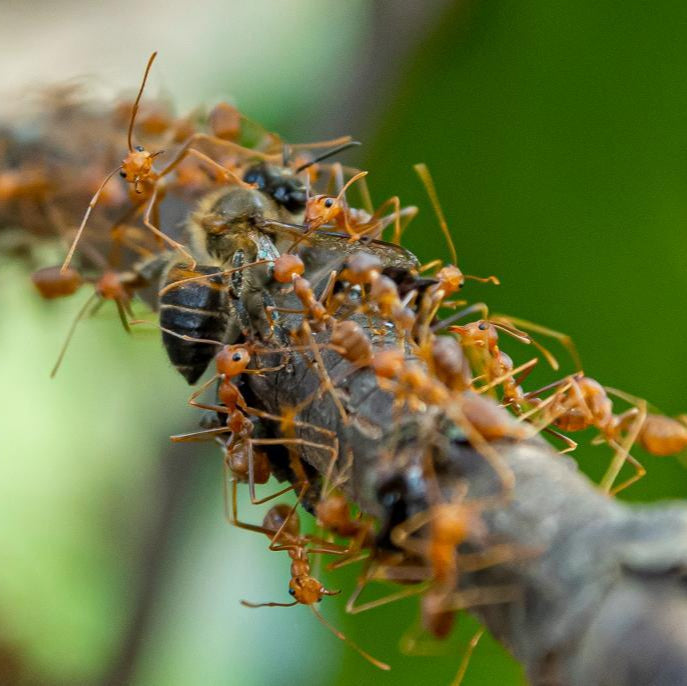 Oecophylla smaragdina – Asian Weaver Ant Colony | Living Architecture & Expert Predators | AntNook