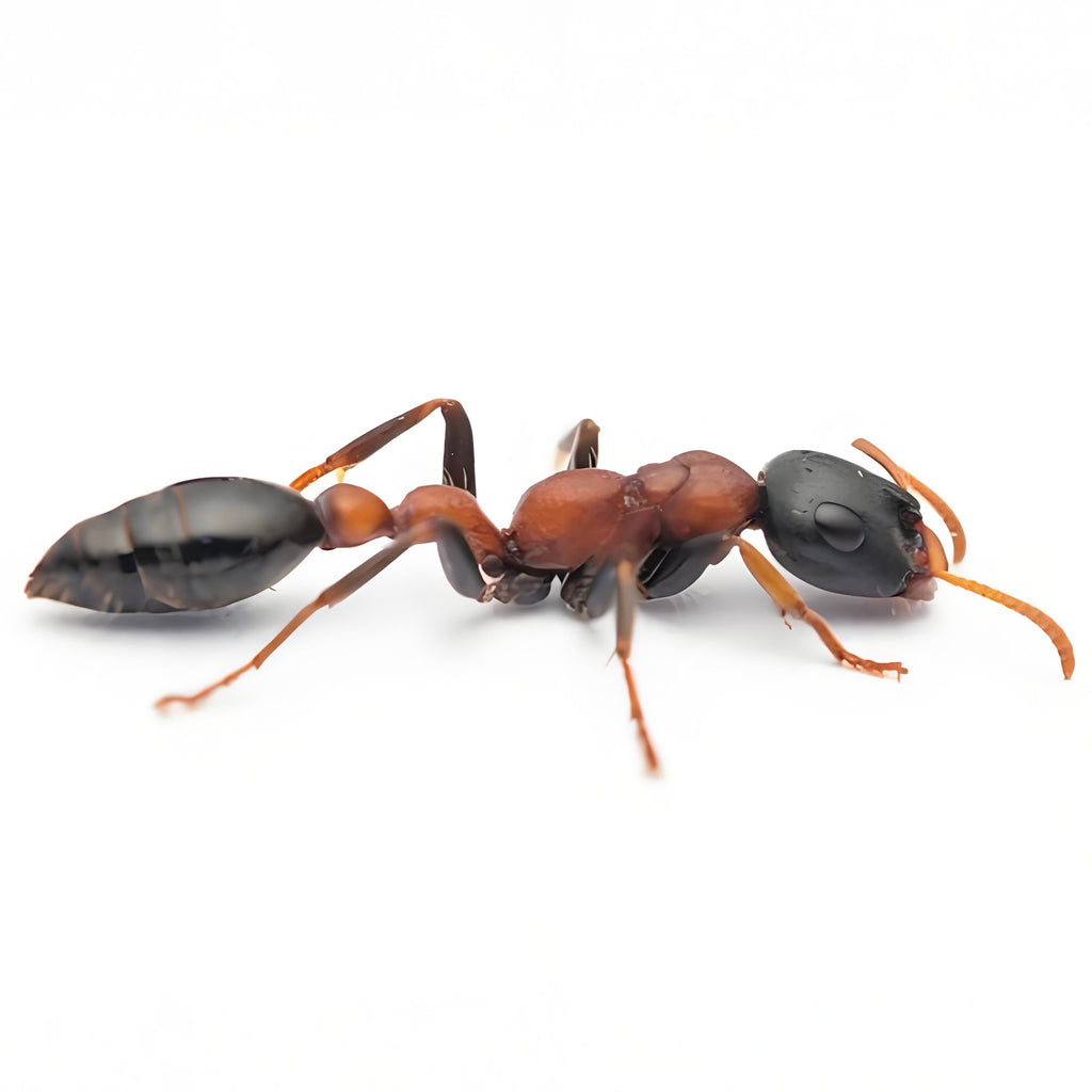 Tetraponera rufonigra – Red-black Slender Ant Colony | Aggressive Tree-dwelling Species with Powerful Sting | AntNook