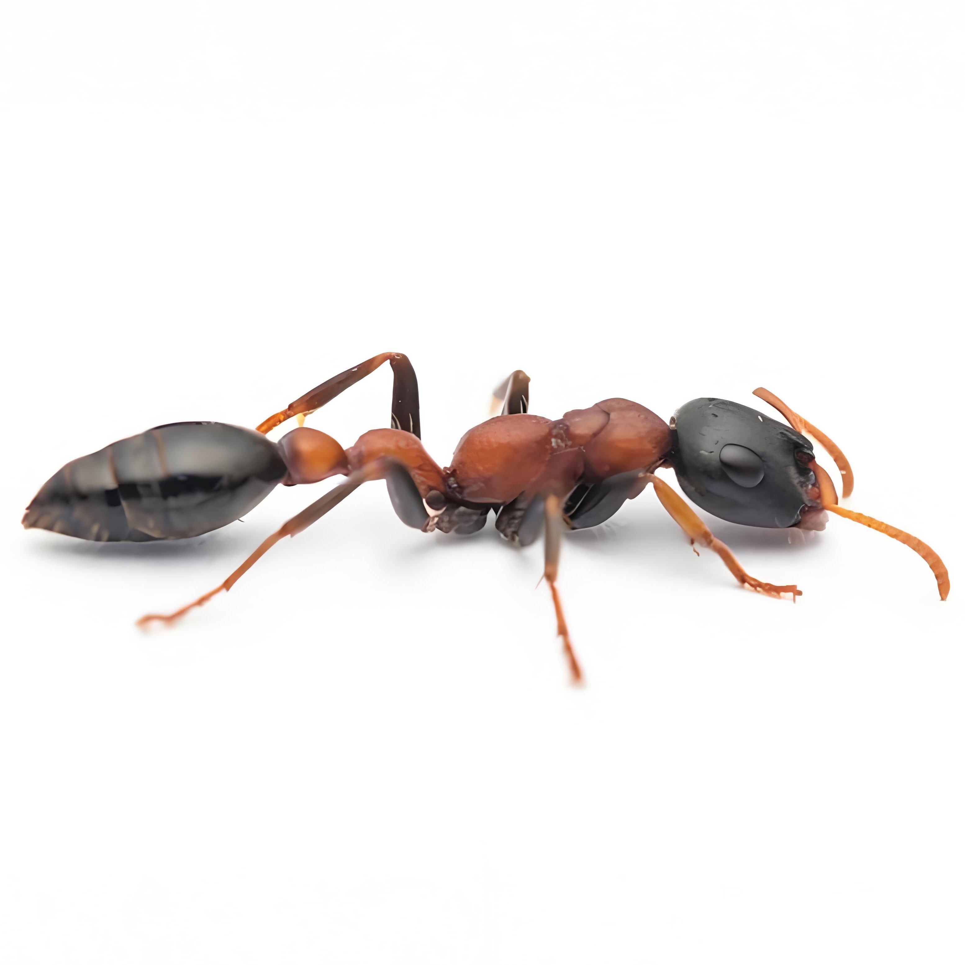 Tetraponera rufonigra – Red-black Slender Ant Colony | Aggressive Tree-dwelling Species with Powerful Sting | AntNook