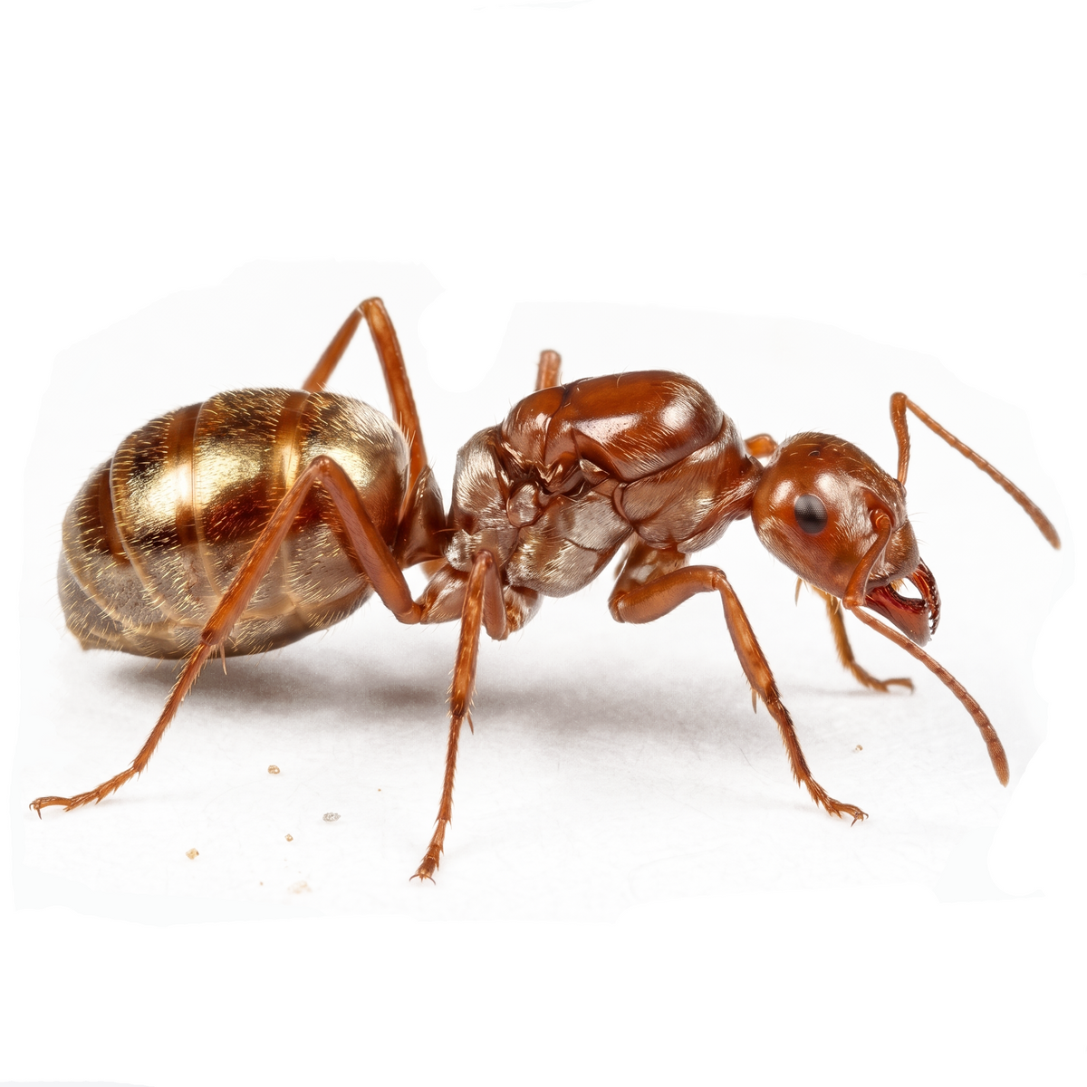Cataglyphis bombycina – Saharan Silver Ant Colony | Fastest Desert Foragers