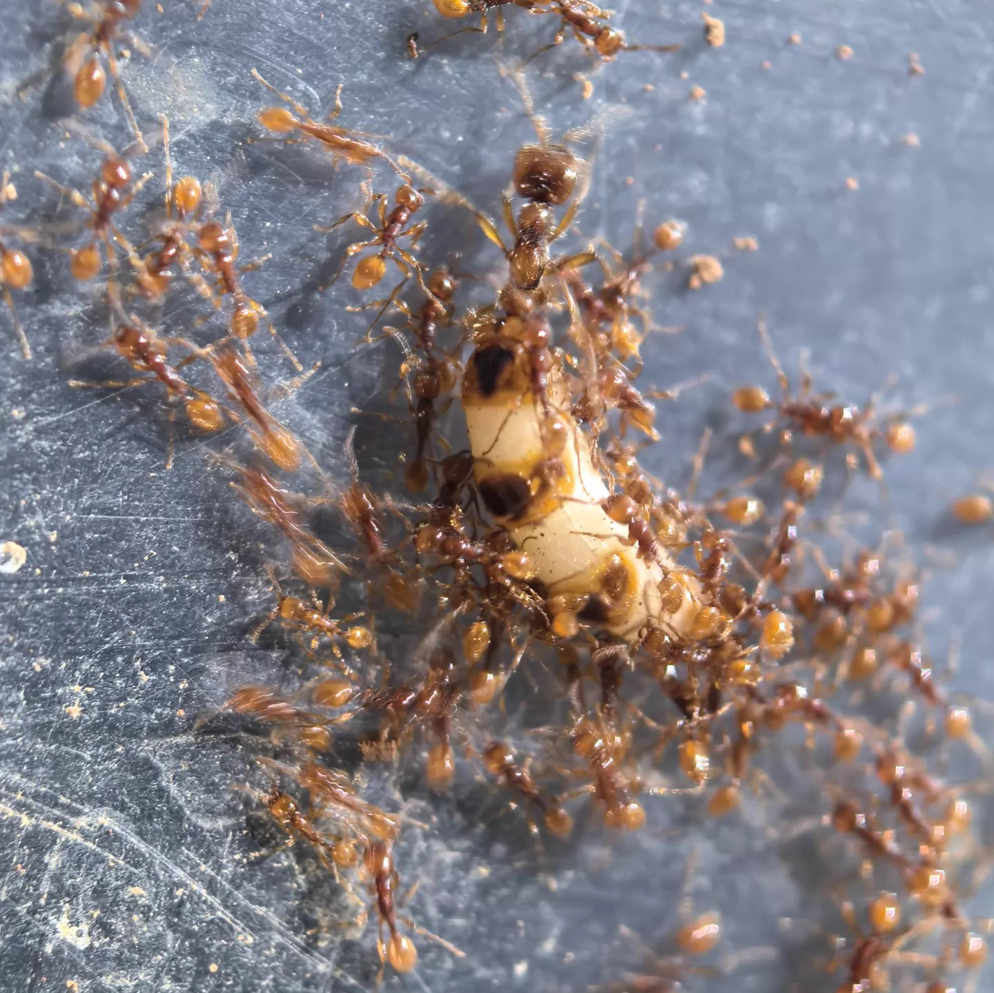 Aenictus spp. – Double-Node Army Ant | True Nomadic Swarm Predators