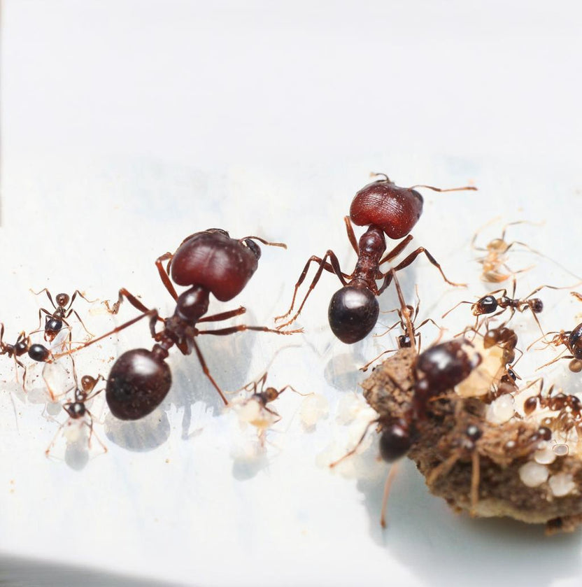 Carebara diversa extreme polymorphism: Minor workers next to a super-major