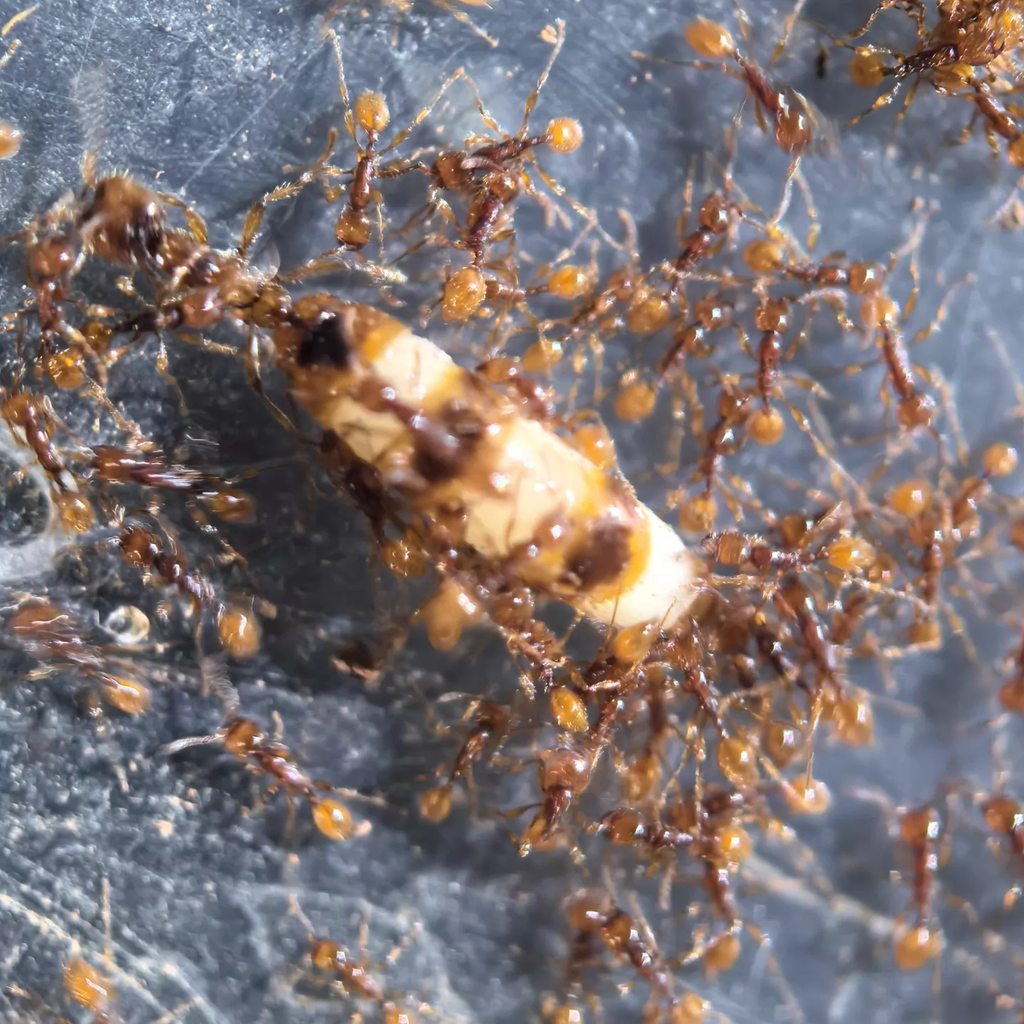 Aenictus spp. – Double-Node Army Ant | True Nomadic Swarm Predators
