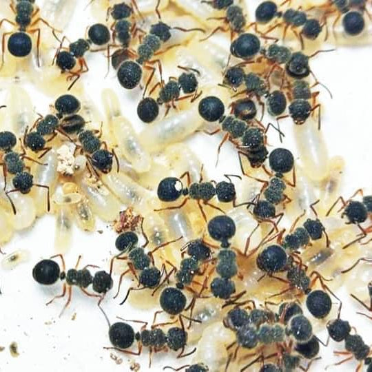 Echinopla cherapunjiensis – Cherapunji-Dornenameisenkolonie | Seltene Zierart mit einzigartiger Morphologie | AntNook