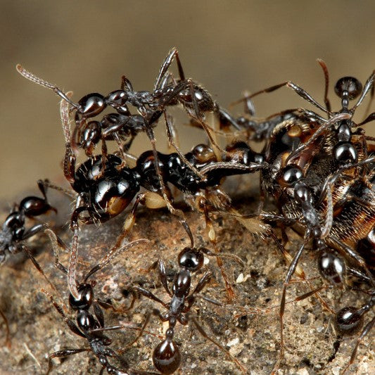 Aenictus spp. – Double-Node Army Ant | True Nomadic Swarm Predators