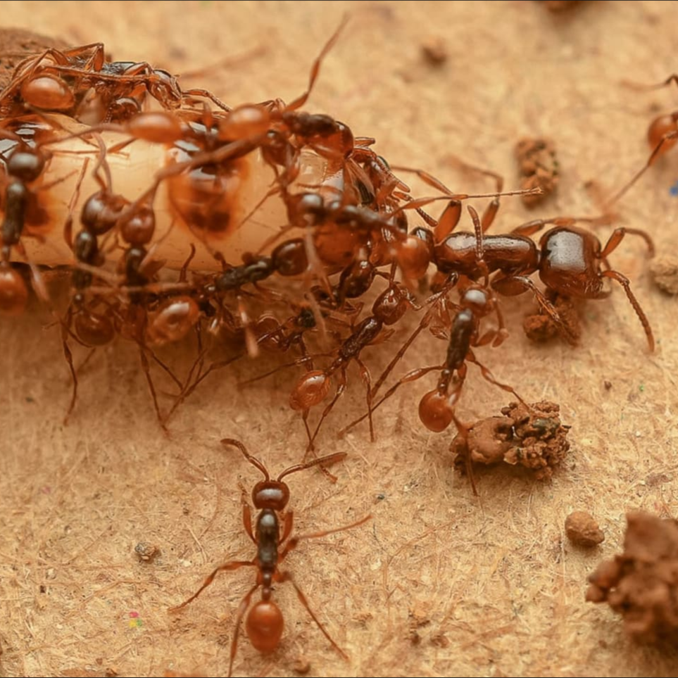 Aenictus spp. – Double-Node Army Ant | True Nomadic Swarm Predators