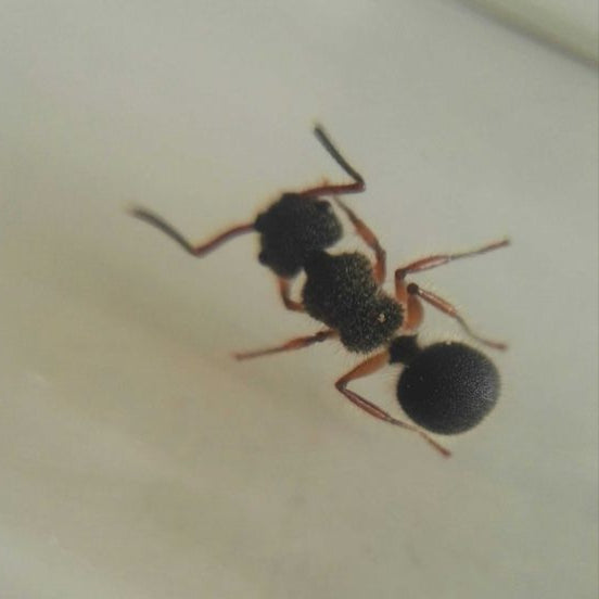 Echinopla cherapunjiensis – Cherapunji-Dornenameisenkolonie | Seltene Zierart mit einzigartiger Morphologie | AntNook