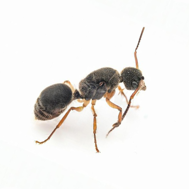 Echinopla cherapunjiensis – Cherapunji Spiny Ant Colony | Rare Ornamental Species with Unique Morphology | AntNook