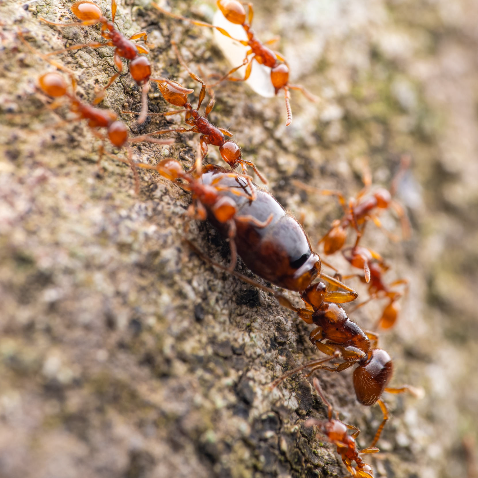 Aenictus spp. – Double-Node Army Ant | True Nomadic Swarm Predators