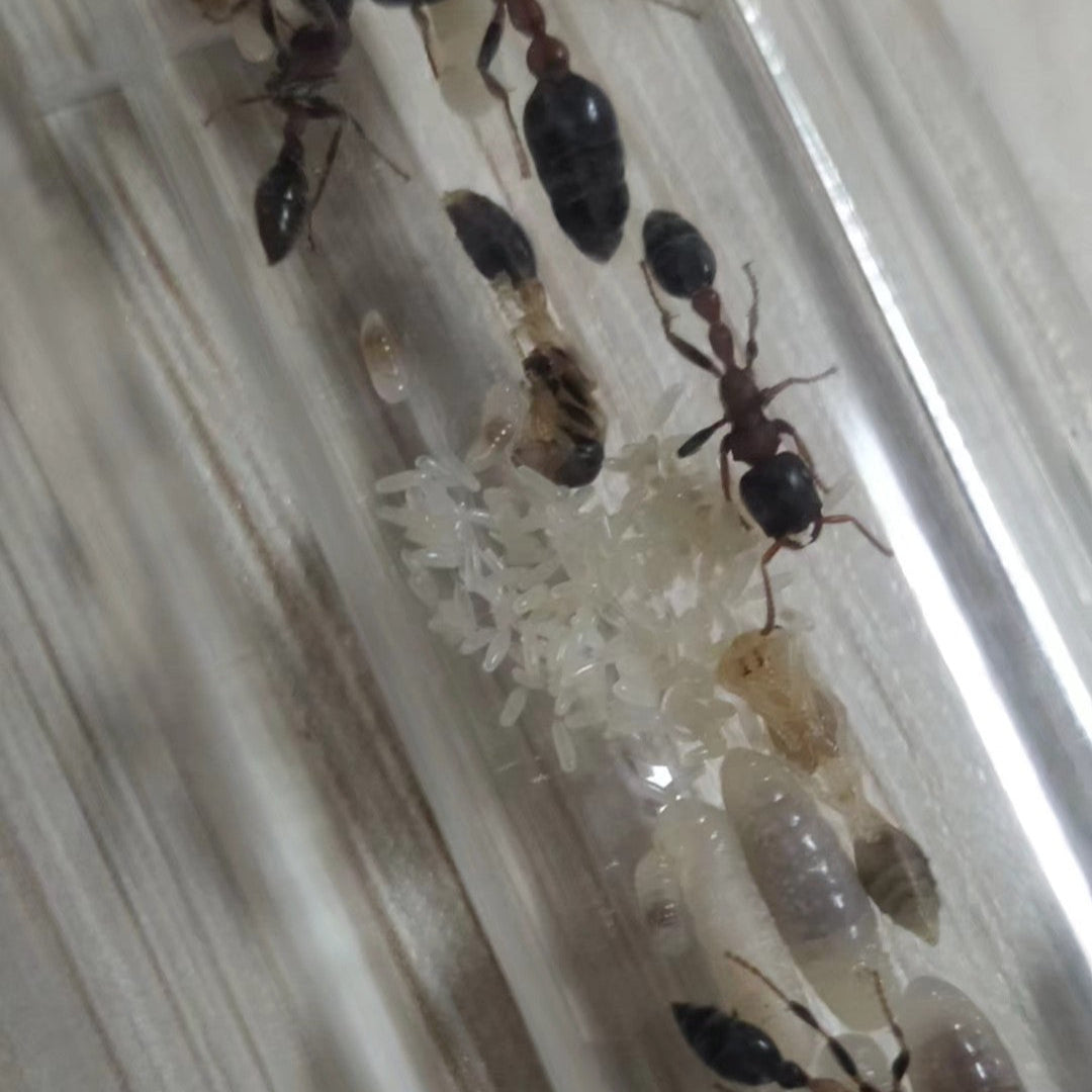 Tetraponera rufonigra – Red-black Slender Ant Colony | Aggressive Tree-dwelling Species with Powerful Sting | AntNook