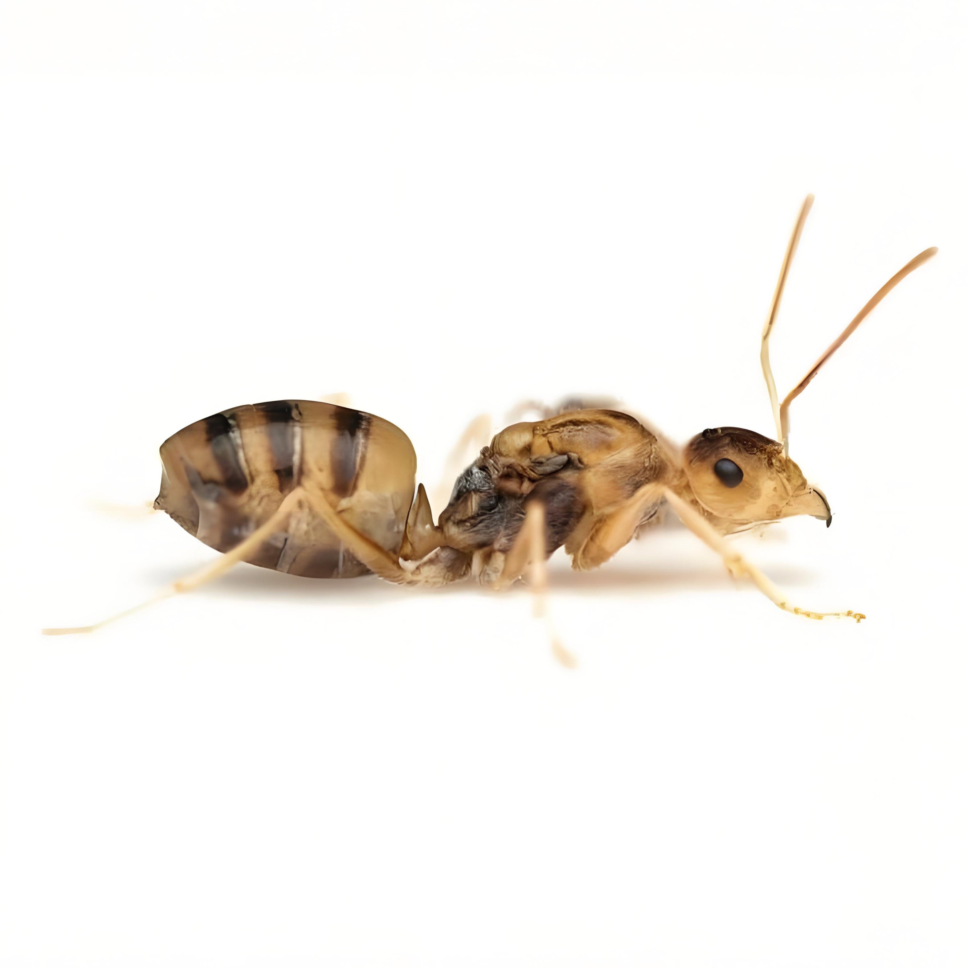 Cataglyphis pallida – Color-Changing Pale Ant Colony | Transparent-Bodied Species with Customizable Coloration | AntNook