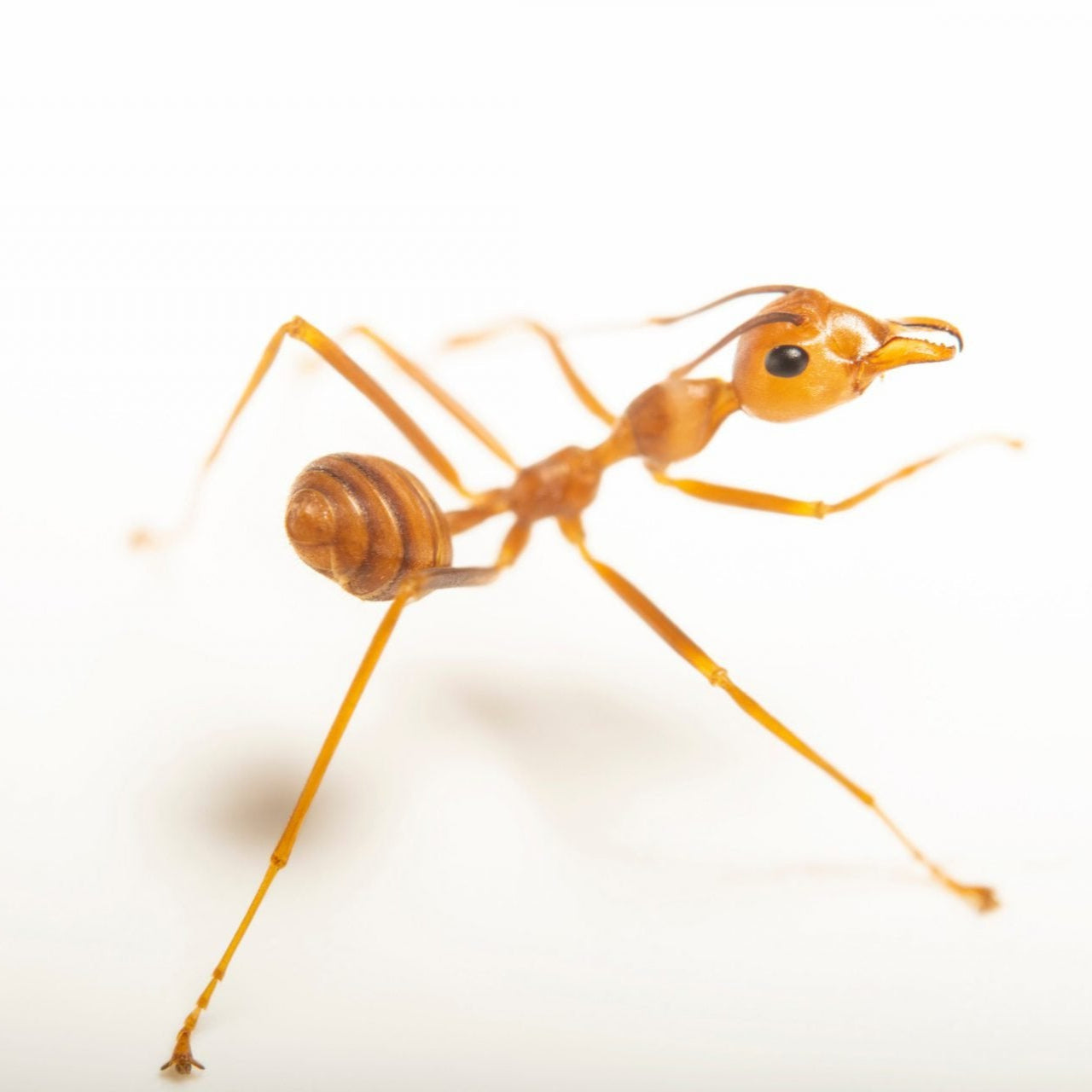 Oecophylla smaragdina – Asian Weaver Ant Colony | Living Architecture & Expert Predators | AntNook