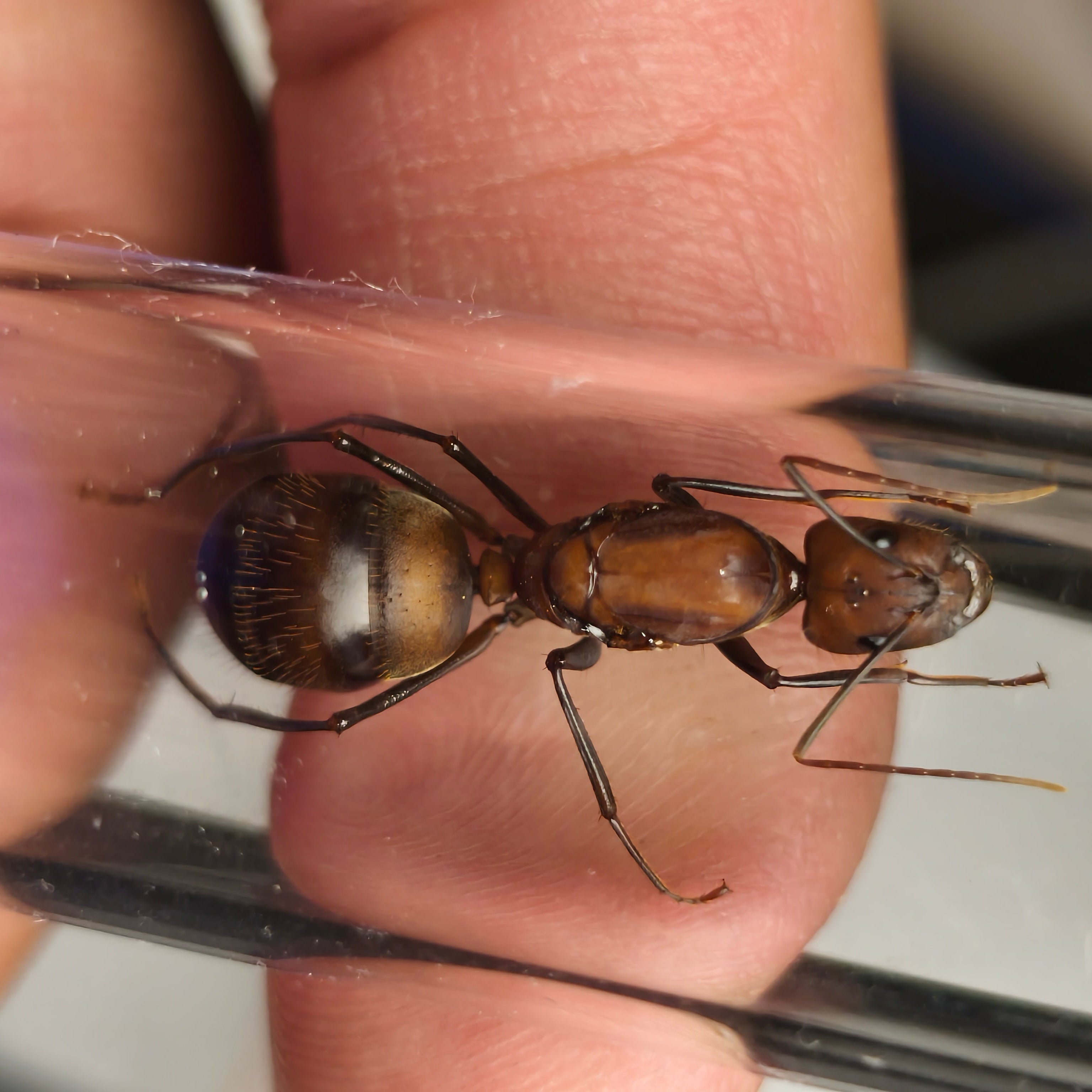 Camponotus angusticollis – Giant Narrow-Necked Carpenter Ant Colony | Asia’s Second Largest Camponotus | AntNook