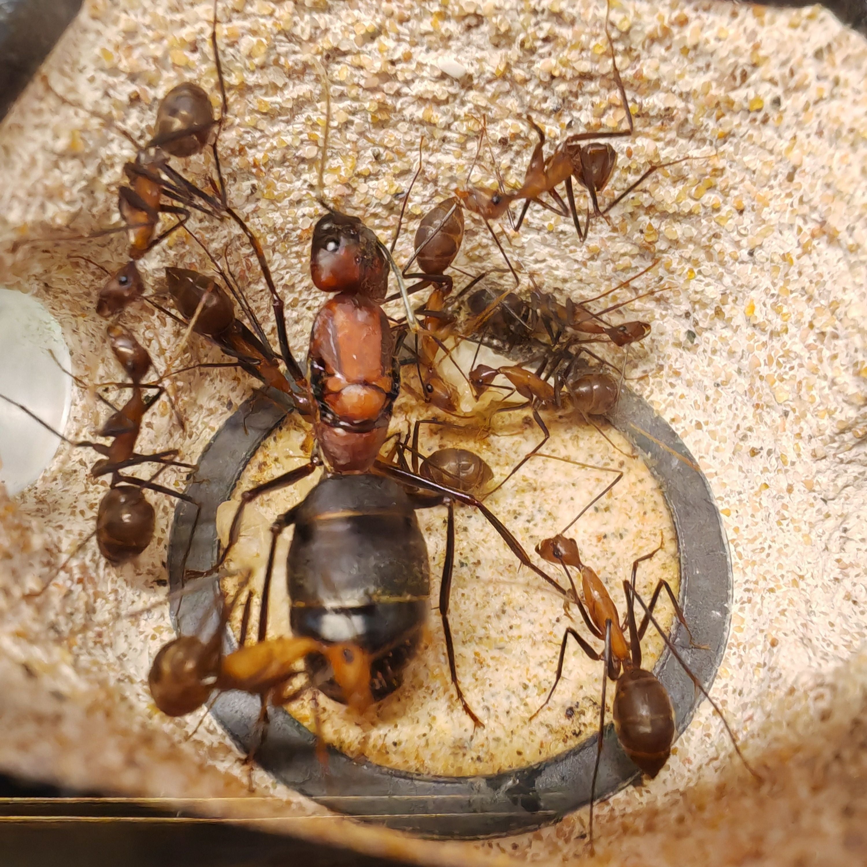 Camponotus angusticollis – Giant Narrow-Necked Carpenter Ant Colony | Asia’s Second Largest Camponotus | AntNook