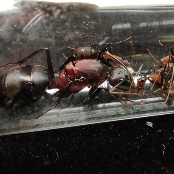 Camponotus angusticollis – Giant Narrow-Necked Carpenter Ant Colony | Asia’s Second Largest Camponotus | AntNook