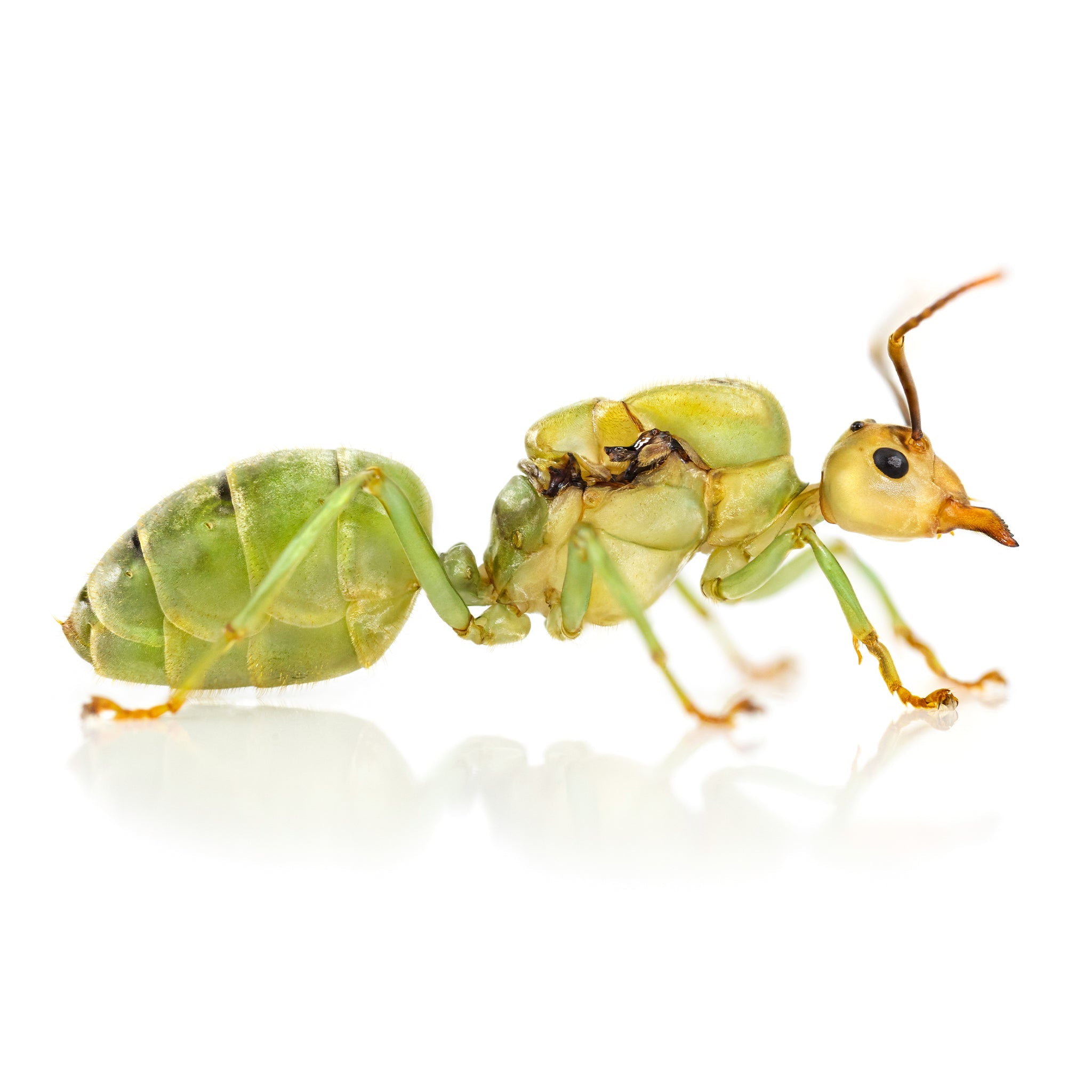 Oecophylla smaragdina – Asian Weaver Ant Colony | Living Architecture & Expert Predators | AntNook