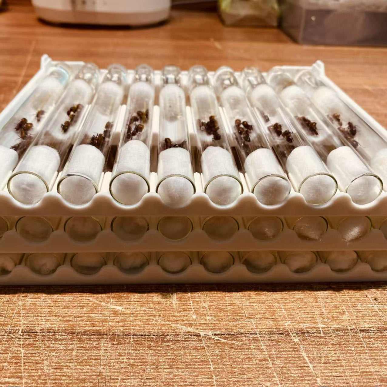 Out of Stock-Stacking Test Tube Rack for Ant Queen & Colony - 10 Modules for 15mmx150mm Tubes (Secure & Anti-Roll)