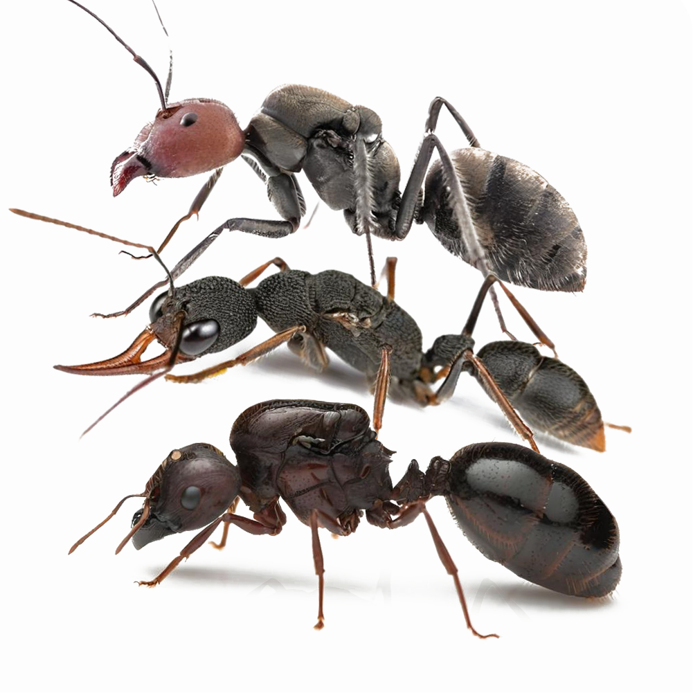 Fall Ant Combo Event – Two Colonies