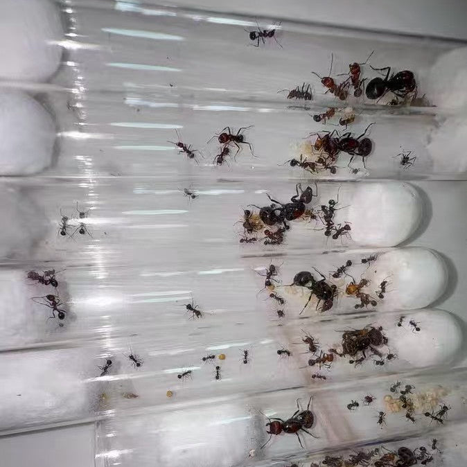 Messor cephalotes – Kenyan Harvester Ant Colony | Giant Polymorphic Seed Harvesters | AntNook