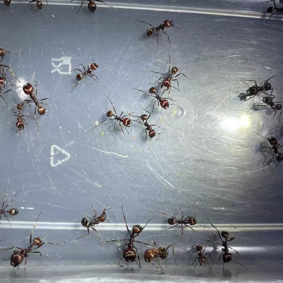 Messor cephalotes – Kenyan Harvester Ant Colony | Giant Polymorphic Seed Harvesters | AntNook