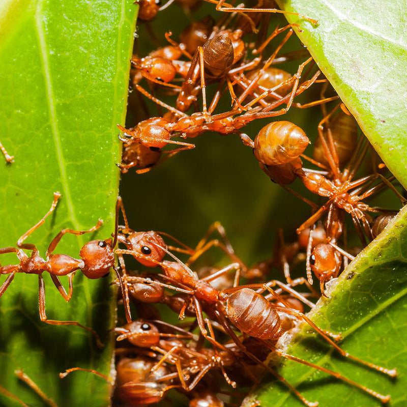 Oecophylla smaragdina – Asian Weaver Ant Colony | Living Architecture & Expert Predators | AntNook