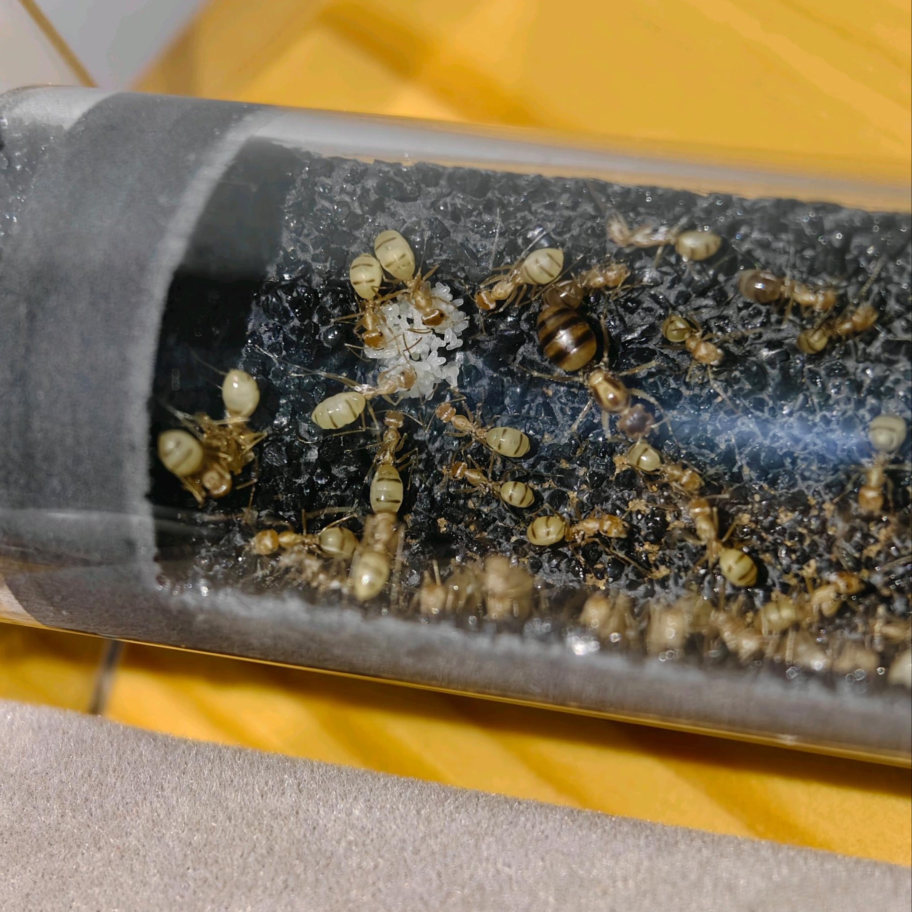 Cataglyphis pallida – Color-Changing Pale Ant Colony | Transparent-Bodied Species with Customizable Coloration | AntNook