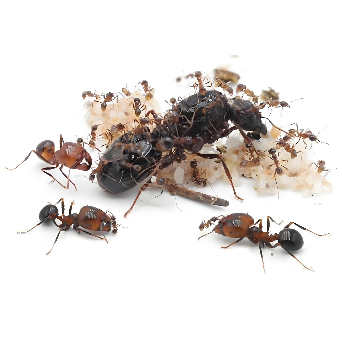 Polymorphism Ant Carebara diversa Colony | Live Marauder Ants | AntNook