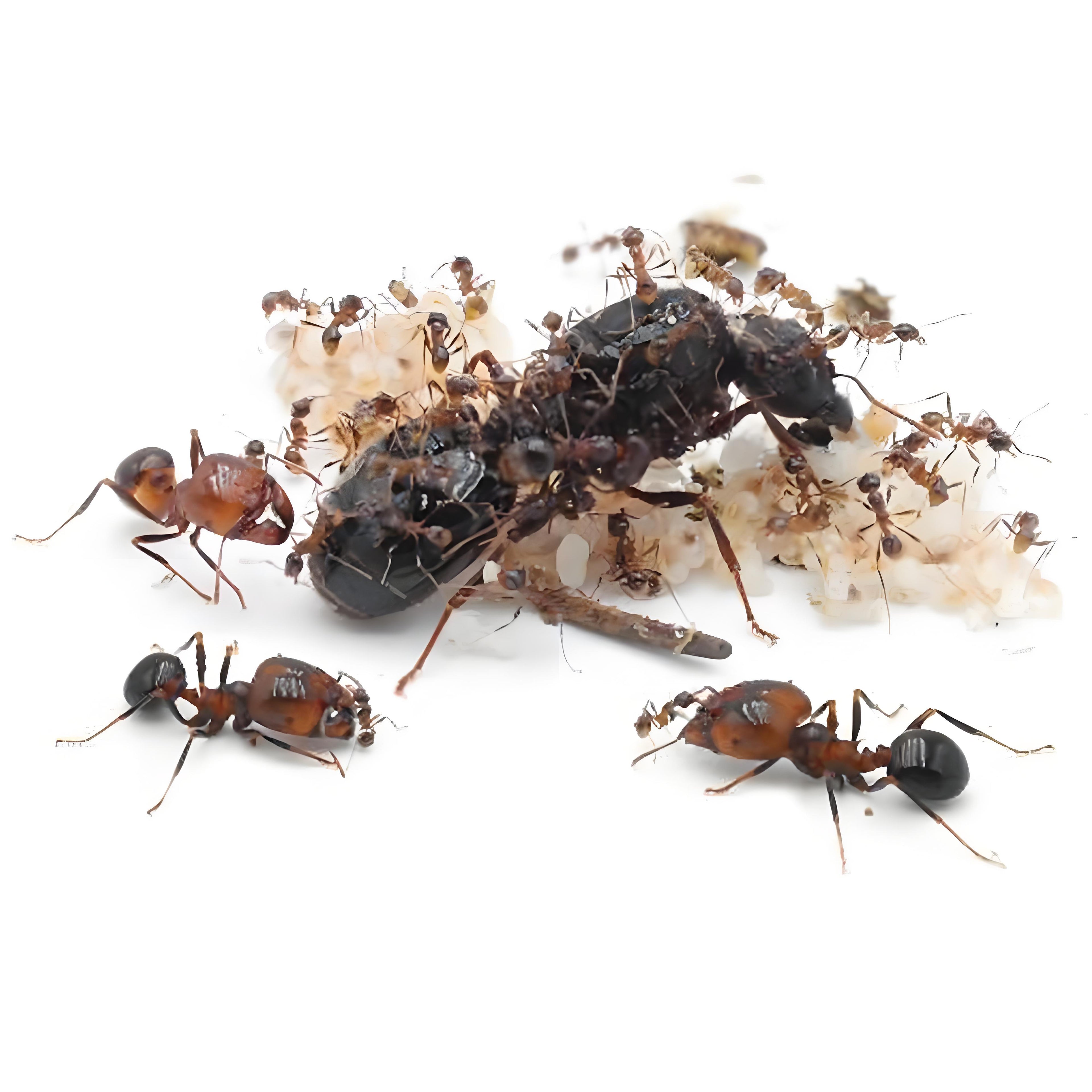 Carebara diversa – Marauder Ant Queen Colony | Extreme Polymorphism & Supercolony Expert | AntNook