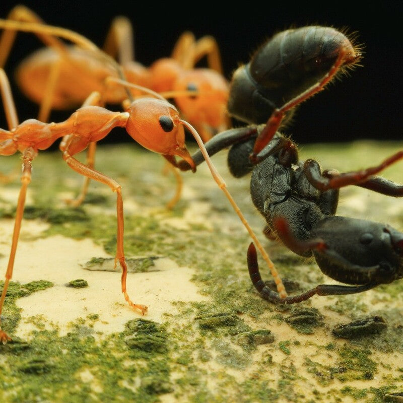 Oecophylla smaragdina – Asian Weaver Ant Colony | Living Architecture & Expert Predators | AntNook