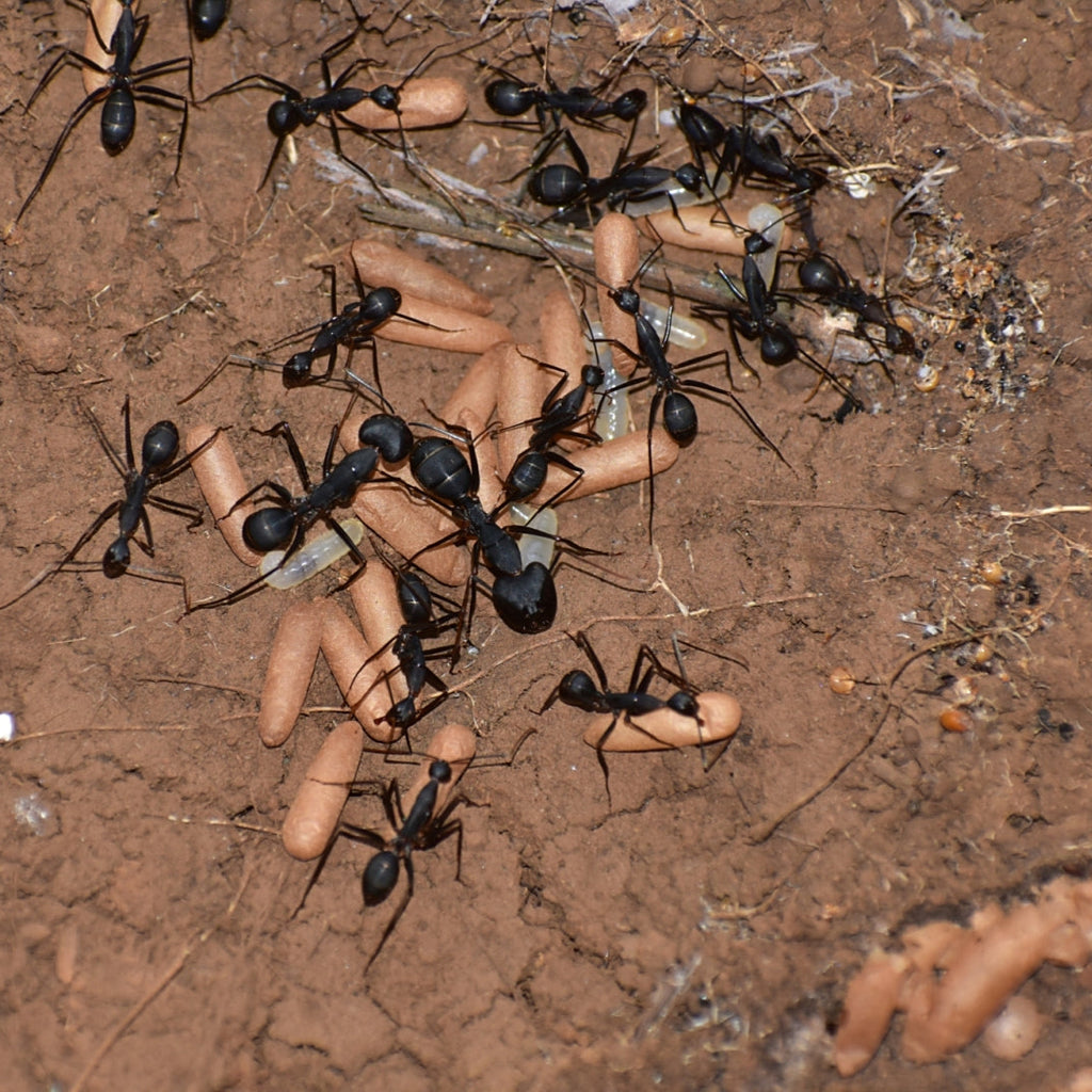 Camponotus angusticollis – Giant Narrow-Necked Carpenter Ant Colony | Asia’s Second Largest Camponotus | AntNook