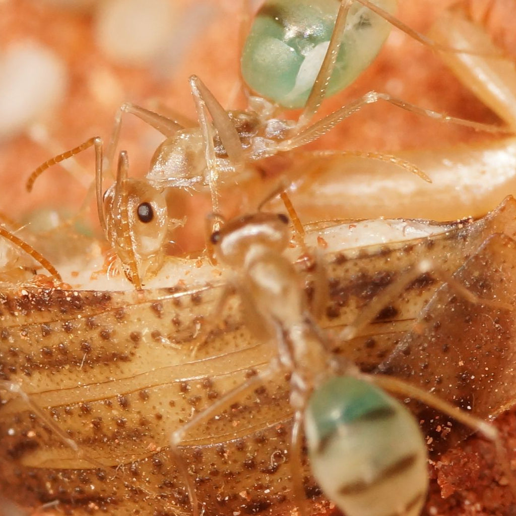 Cataglyphis pallida – Color-Changing Pale Ant Colony | Transparent-Bodied Species with Customizable Coloration | AntNook