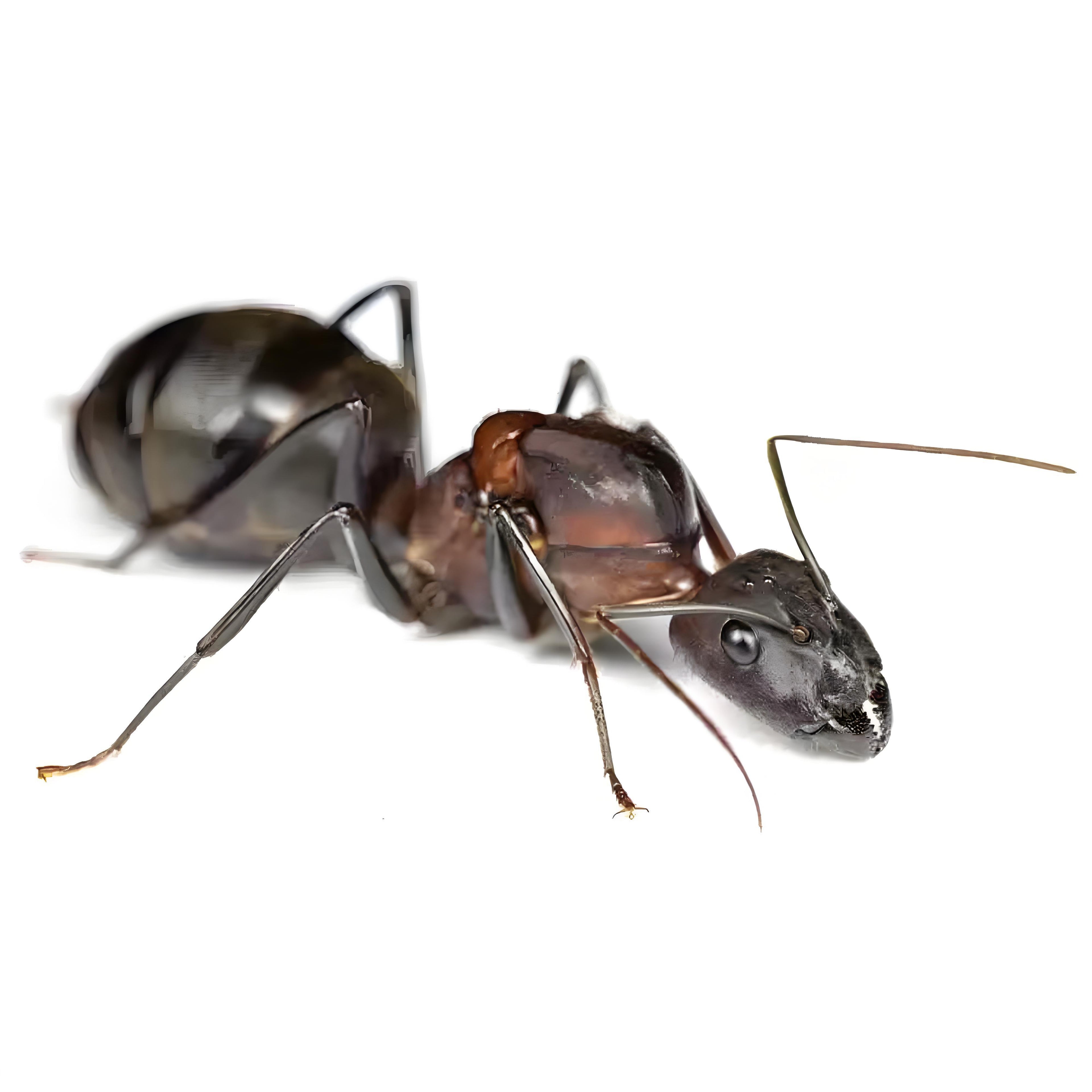Camponotus angusticollis – Giant Narrow-Necked Carpenter Ant Colony | Asia’s Second Largest Camponotus | AntNook