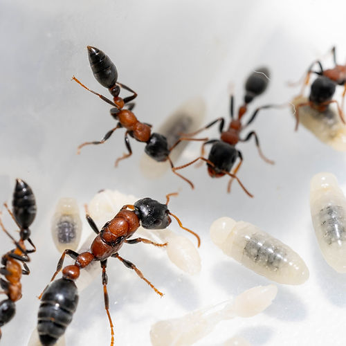 Tetraponera rufonigra – Red-black Slender Ant Colony | Aggressive Tree-dwelling Species with Powerful Sting | AntNook
