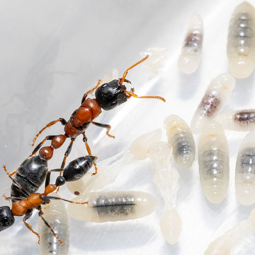 Tetraponera rufonigra – Red-black Slender Ant Colony | Aggressive Tree-dwelling Species with Powerful Sting | AntNook