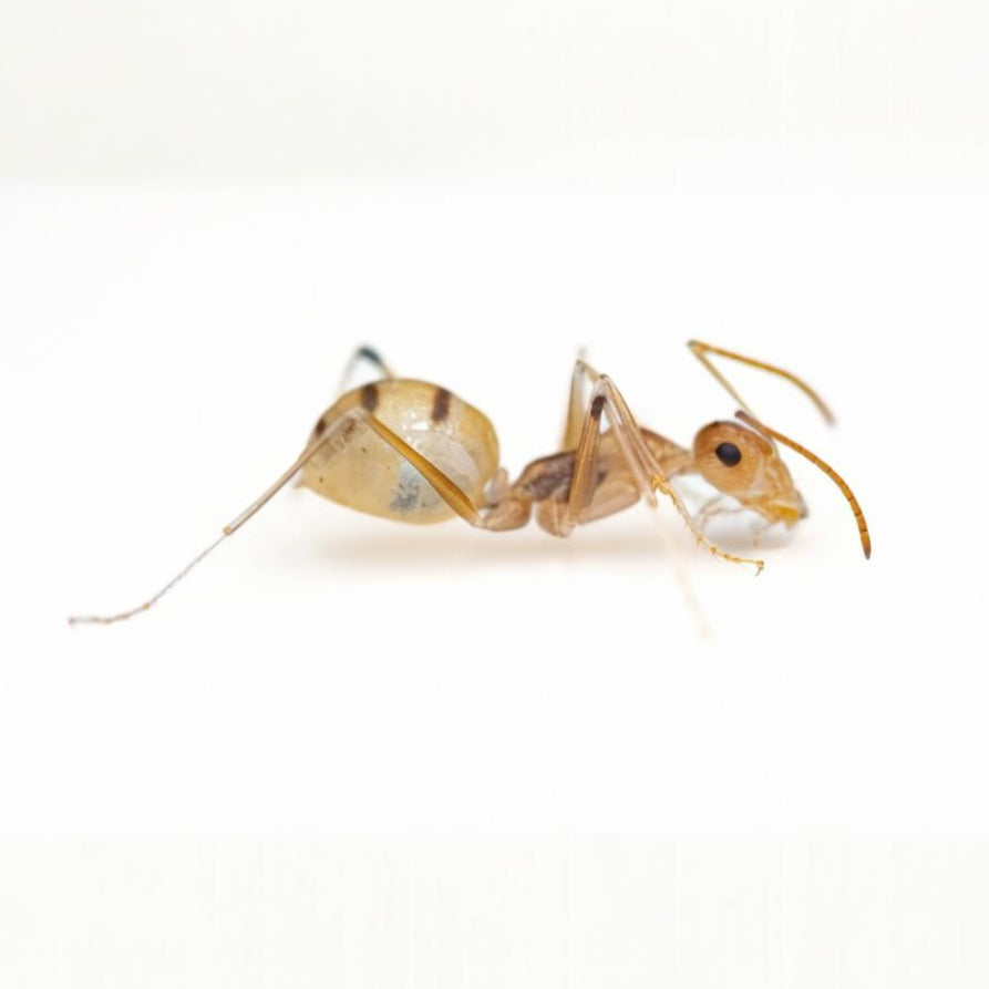 Cataglyphis pallida – Color-Changing Pale Ant Colony | Transparent-Bodied Species with Customizable Coloration | AntNook